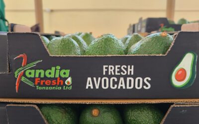 The Journey of Kandia Fresh Avocados: From Our Orchards to Your Table