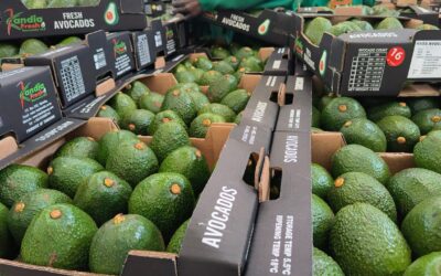 Why Fresh Avocados Are a Nutrient Powerhouse